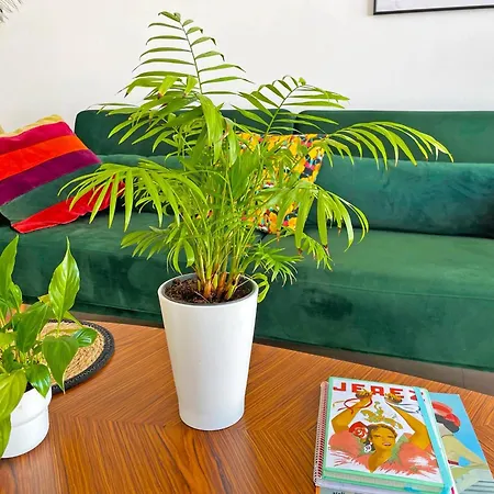 Ronda De La Luz - Ole Solutions * Jerez de la Frontera